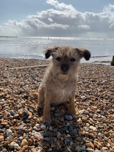 Cute dog on the beach